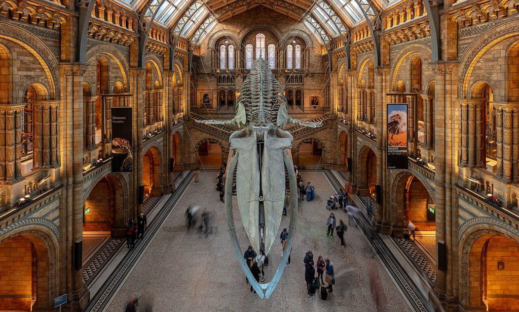 Top Attractions: Natural History Museum